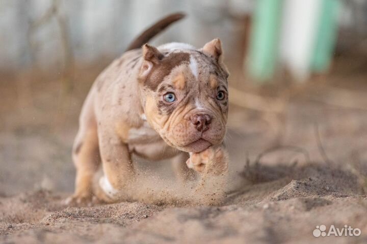 Американский булли покет