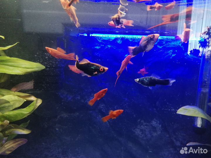 Рыбки меченосцы