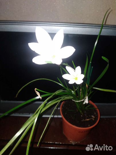 Зефирантес белый, есть еще розоввй