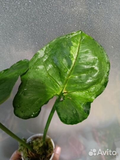 Сингониум Рассаме наг вариегатный