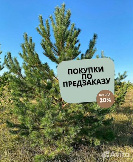 Сосна обыкновенная