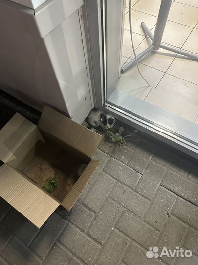 Котята с трассы