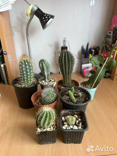 Кактус, мамилярии