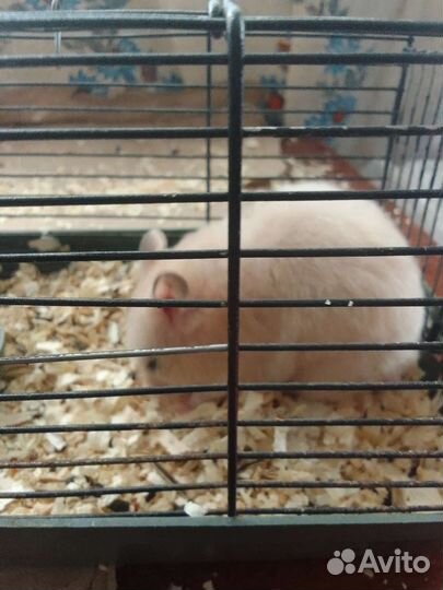 Сирийский хомяк