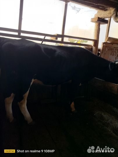 Корова (Телка)