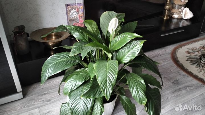 Спатифиллум