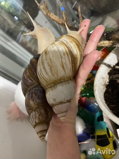 Улитки ахатины