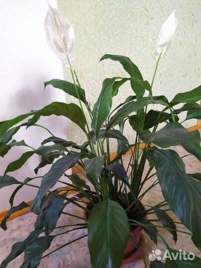 Спатифиллум