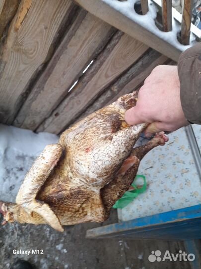 Курочку петрушка