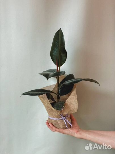 Комнатные растения