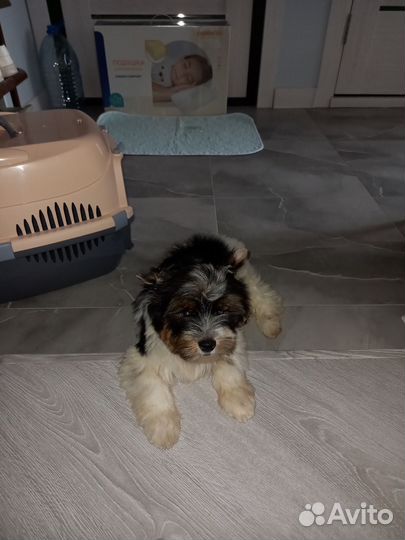 Продам щенка (бивер)