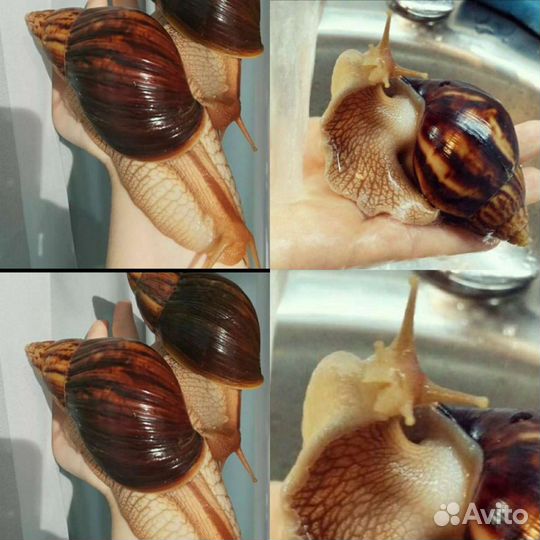 Улитка Ахатина