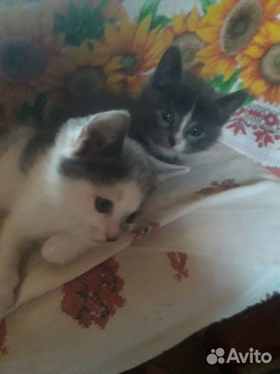 Котик в добрые руки