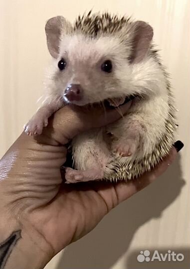 Девочка, карликовый еж