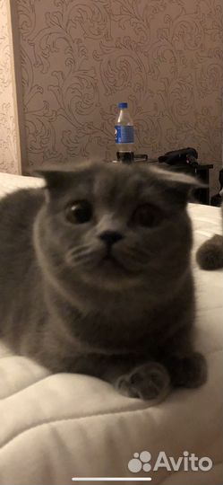 Кошки