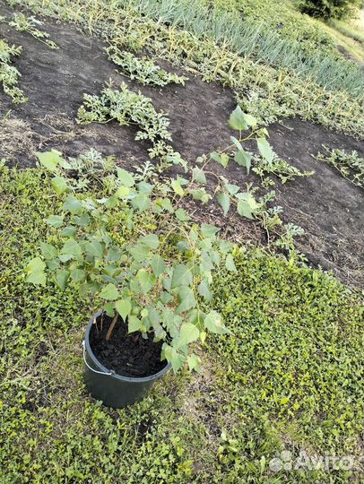 Берёза, саженцы