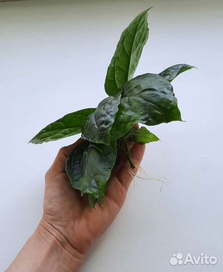 Клеродендрум Томпсона