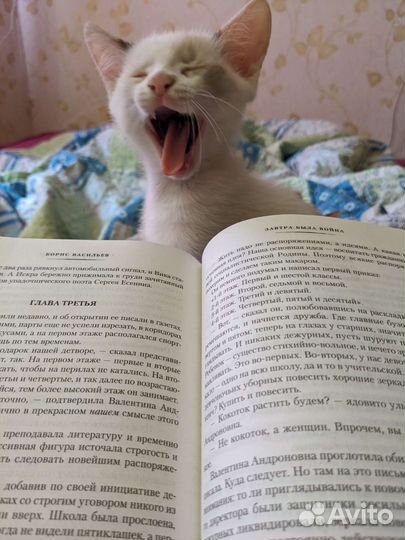 Котенок