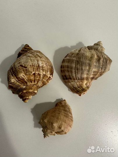 Морские ракушки раковины