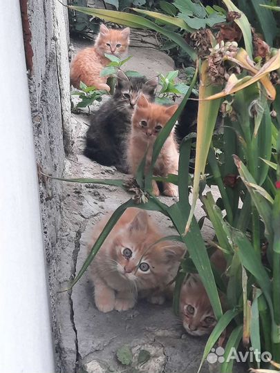 Отдам котят в добрые руки