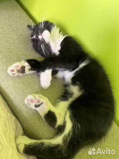 Отдам котенка в хорошие руки