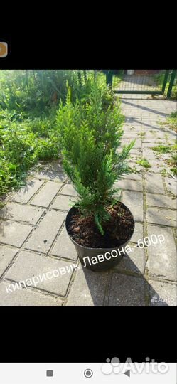 Кипарисовики