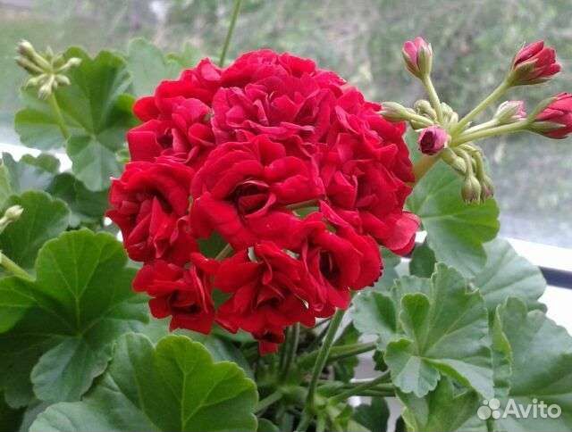 Пеларгонии сортовые