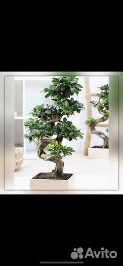 Фикус бонсай большой