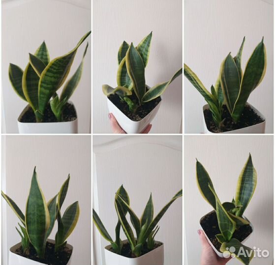 Спатифиллум Джемени и Сансенвиерии