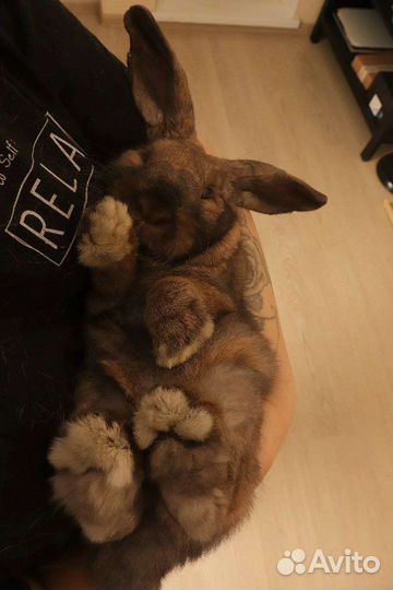 Передержка животных, кошек, догситтер, няня для ко