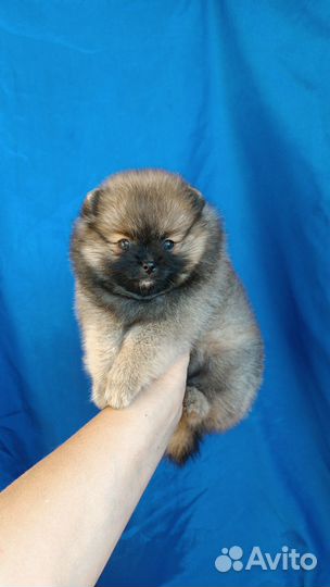 Померанский шпиц