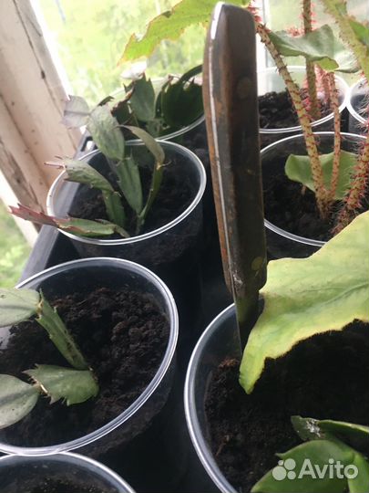 Бегония креднера