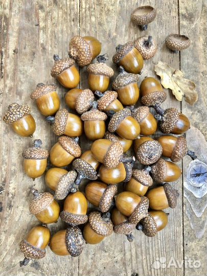 Жёлуди красного дуба