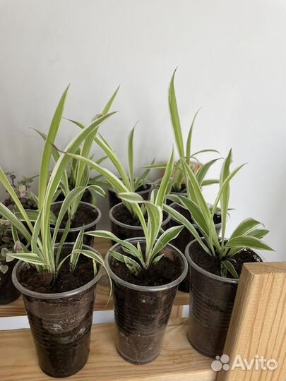 Хлорофитум