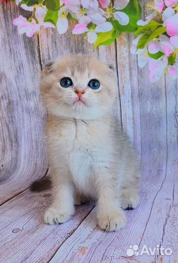 Шотландский фолд голубое золото. Котик