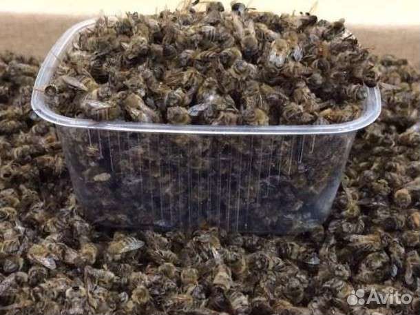 Мёд,Перга,Пыльца,Прополис,Подмор,Забрус