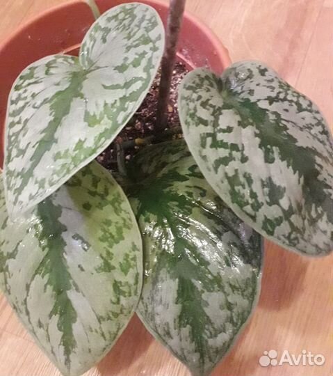 Сциндапсус