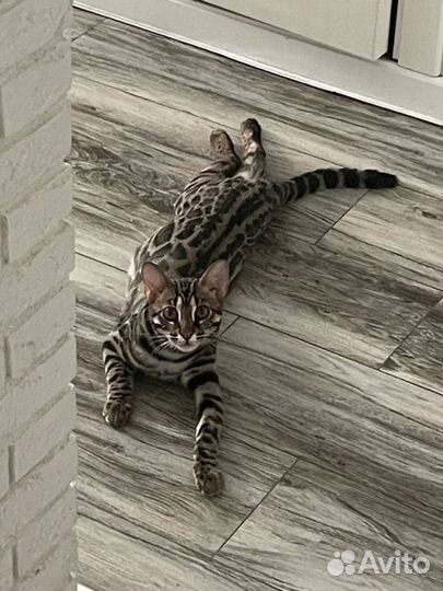 Котик гибрид Бенгал + Алк