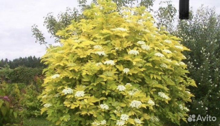 Пузыреплодник жёлтый