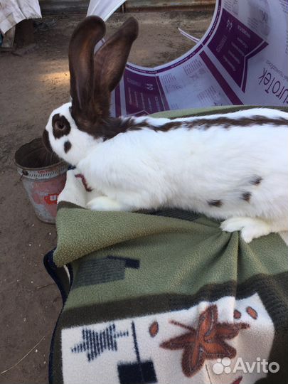 Кролики строкачи