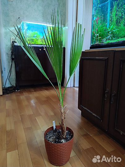 Пальмы, фикусы