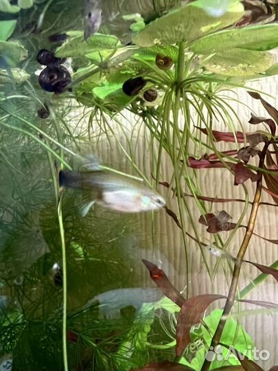 Улитки аквариумные