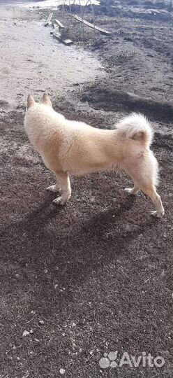 Кабель лайка случка