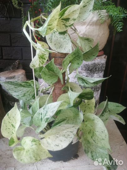 Epipremnum Marble Queen (сциндапсус)