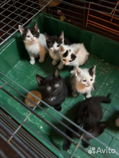 Котята 1,5 месяца