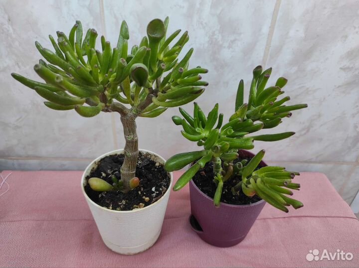 Крассула хоббит