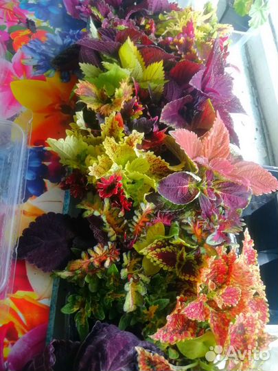 Колеусы сортовые