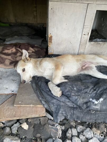Щенята в добрые руки