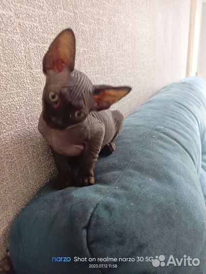 Канадский сфинкс эльф котята