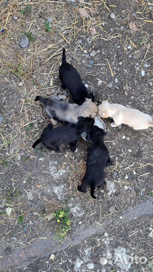 Щенок в добрые руки бесплатно маленькая порода